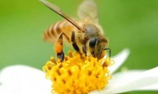 汪氏蜂蜜怎么样 汪氏蜂蜜怎么样