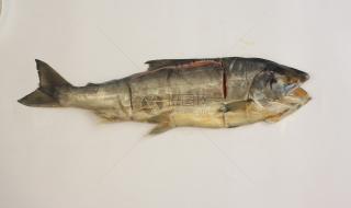 乌苏里江鱼 乌苏里江鱼